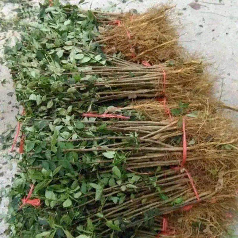 花椒树苗无刺少刺大红袍花椒苗狮子头青花椒树苗四川花椒苗果树苗图片