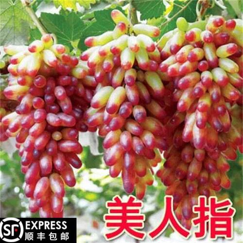 美人指葡萄苗特大爬藤当年结果