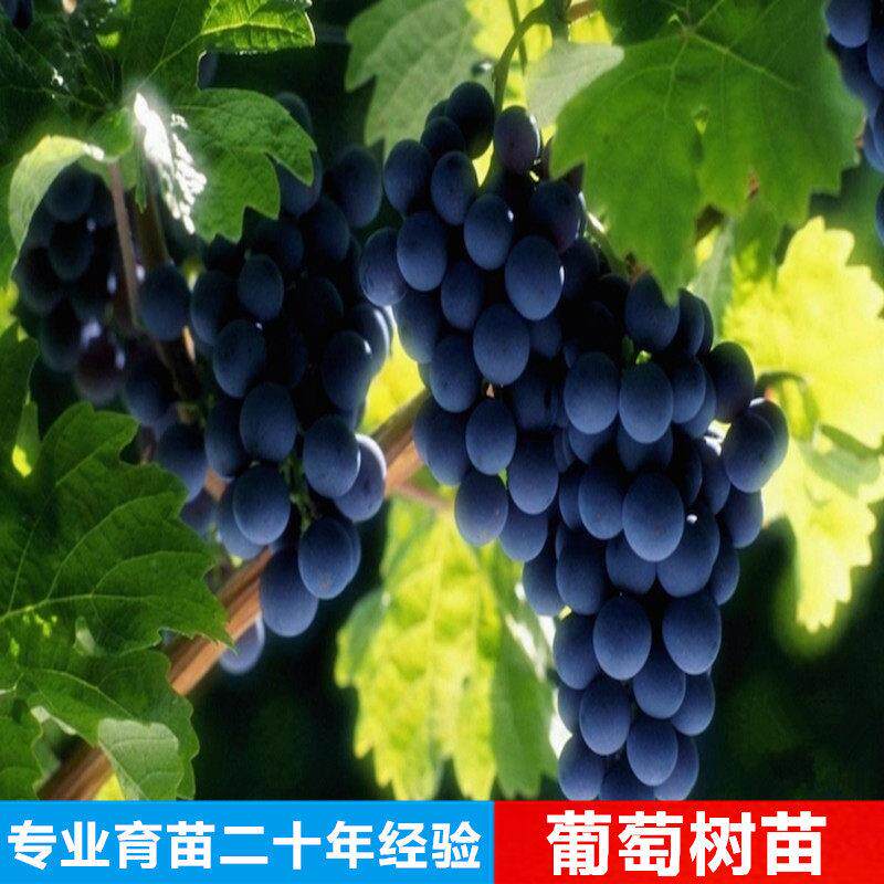 葡萄苗盆栽地栽葡萄树苗果树苗南方北方种植当年结果3年苗包邮
