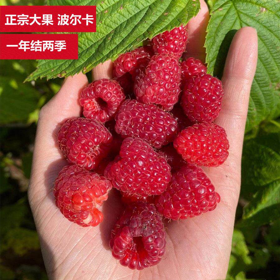大果波尔卡双季红树莓苗盆栽覆盆子水果树南北方种植带盆当年结果 - 实物图