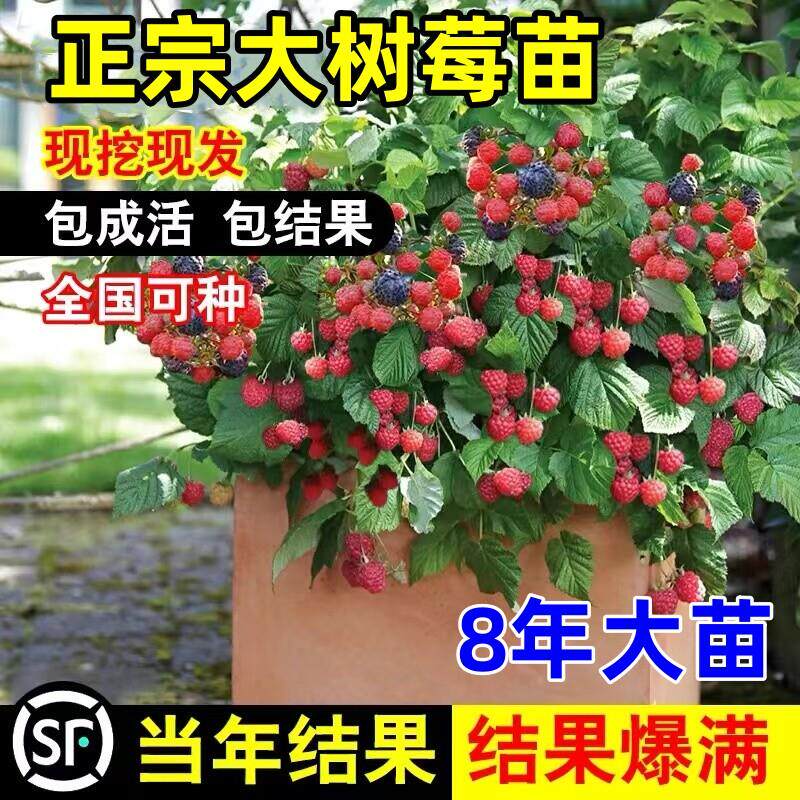 红黄树莓苗双季果当年结果南北通