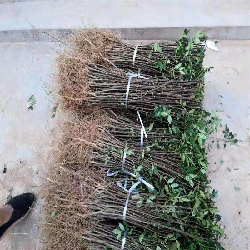 花椒树苗花椒苗花椒树大红袍花椒树苗北方抗寒花椒树小苗图片