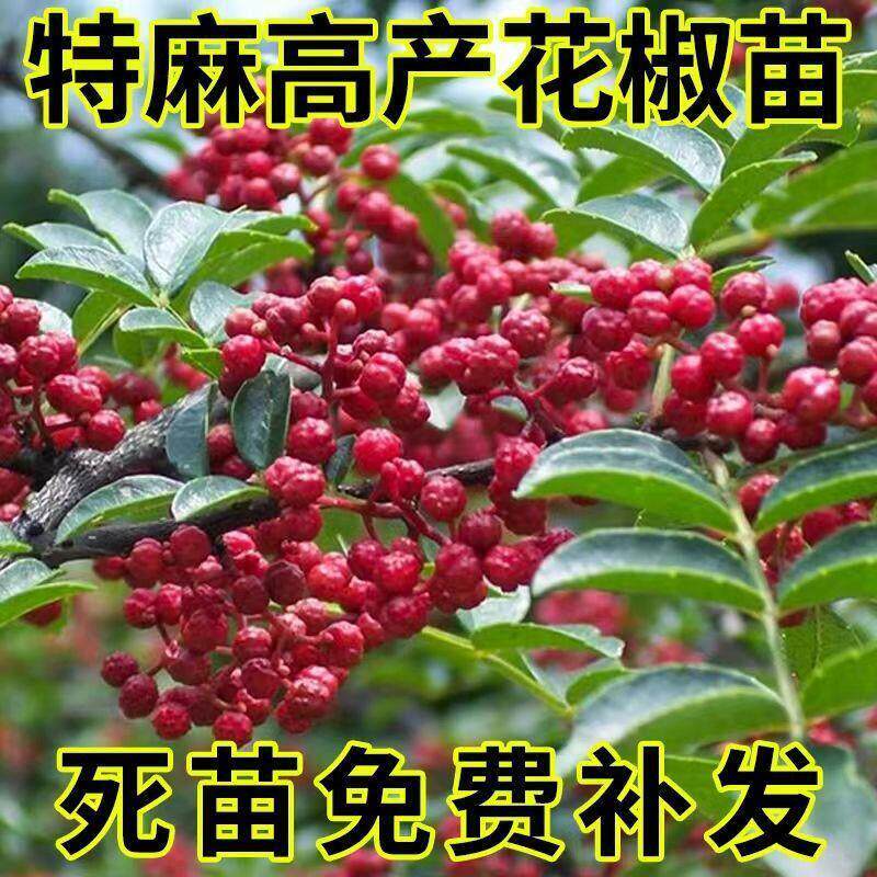 四川大红袍花椒苗盆栽带土易活图片