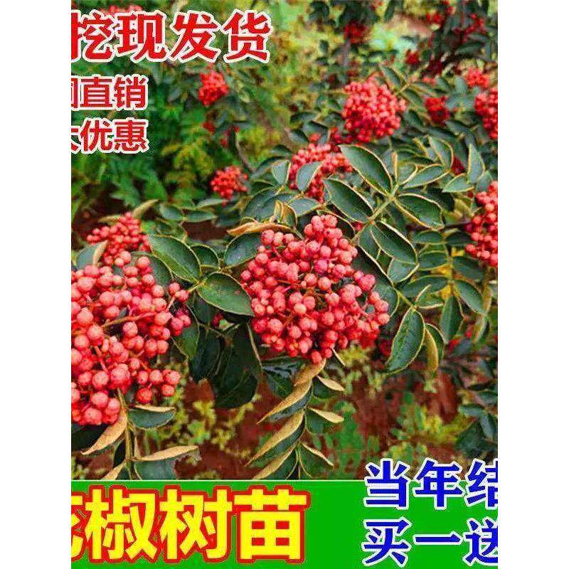 大红袍花椒树苗盆栽地栽当年结果图片
