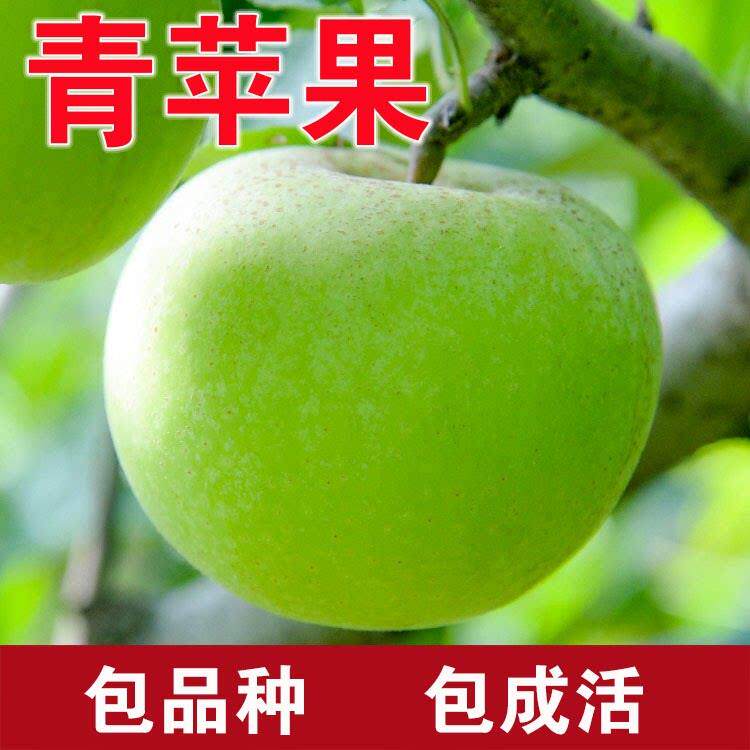 青苹果树苗嫁接耐寒当年结果
