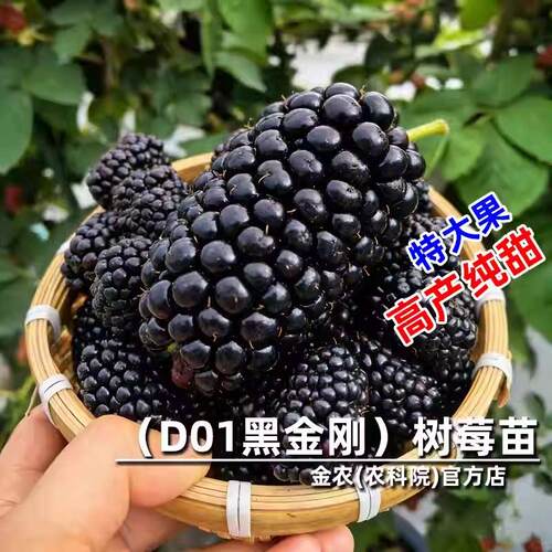 D01黑金刚黑莓树苗耐寒特大果无刺纯甜树莓果苗树莓苗当年结果