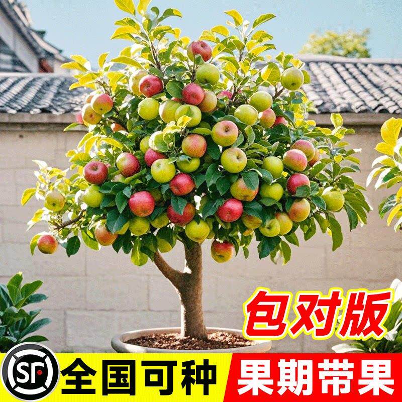矮化苹果树苗盆栽地栽当年结果图片