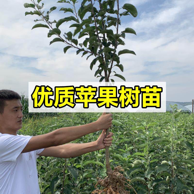 矮化嫁接红富士苹果树苗带果图片