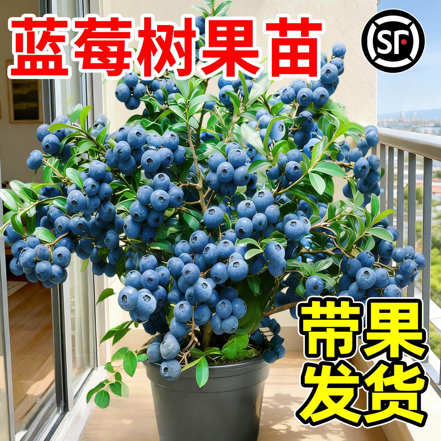 L25大果花香蓝莓树果苗盆栽带果发货南方北方种植四季特大号果树