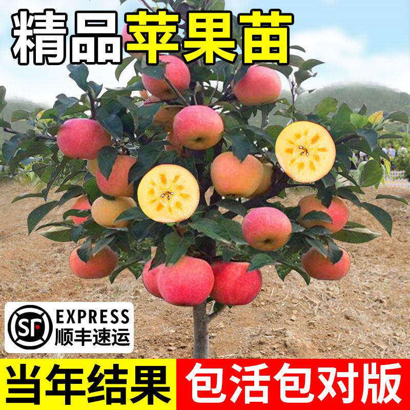 冰糖心苹果苗矮化盆栽地栽当年果图片