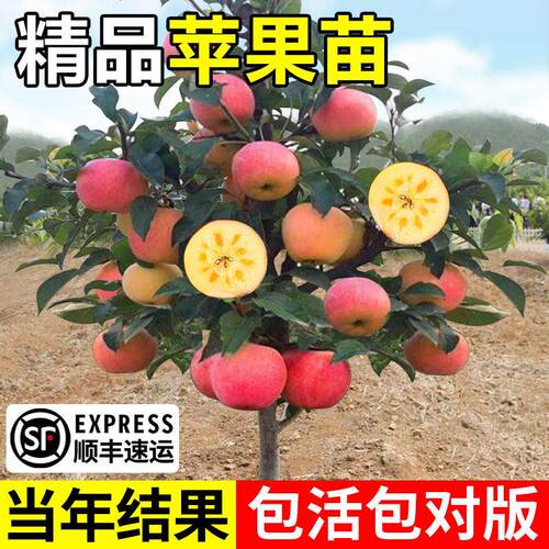 冰糖心苹果苗矮化盆栽地栽当年果