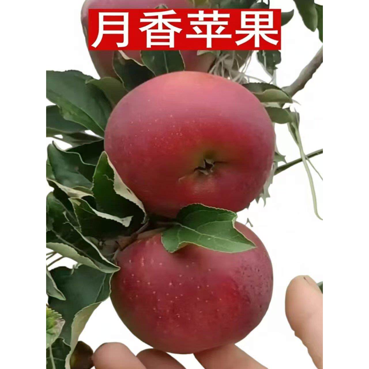 月香苹果树苗矮化早熟苹果树苗盆栽地栽当年结果嫁接新品种苹果苗图片