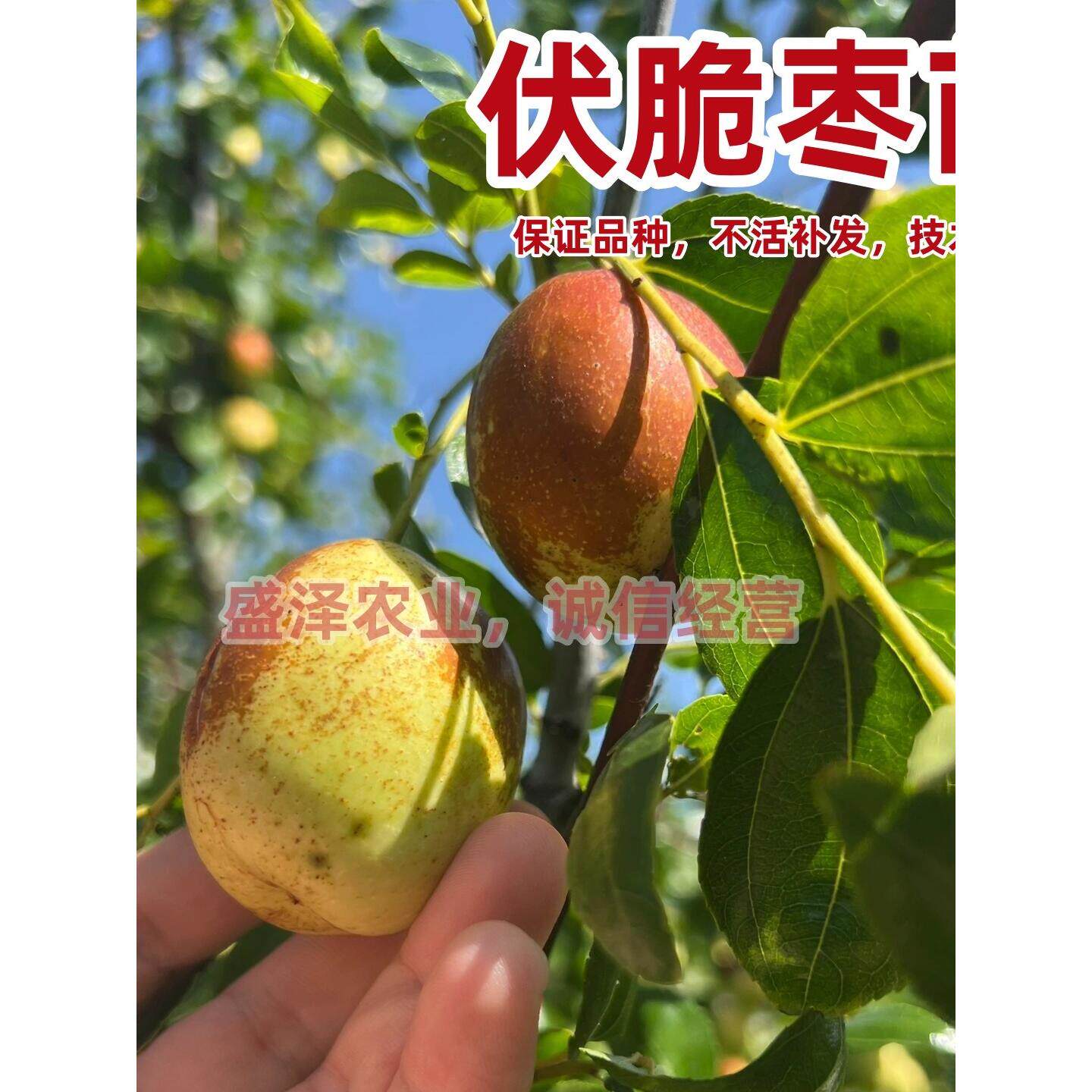 伏脆蜜枣树苗嫁接早活苗88红枣苗南方北方种植枣子苗树当年结果