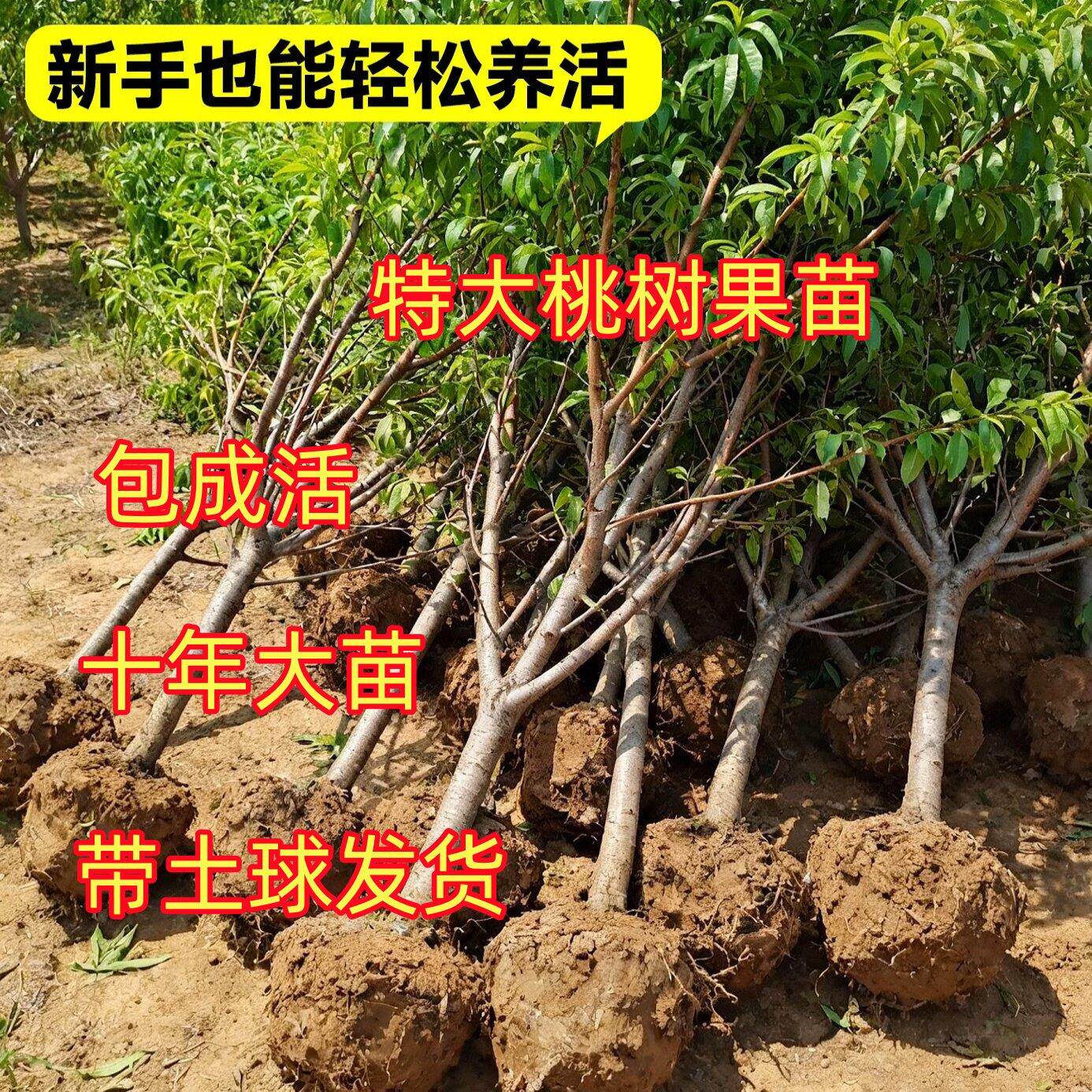 巨型冬桃嫁接活苗当年结果