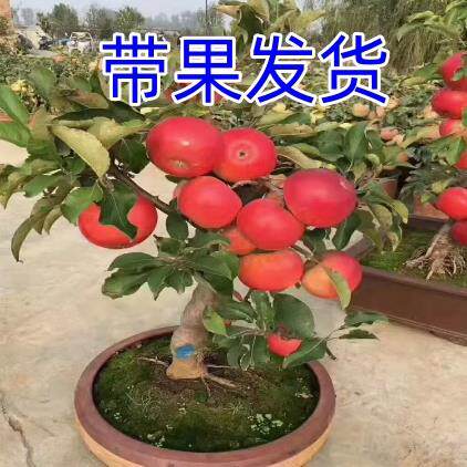 矮化盆栽苹果树果苗地栽室内南北方种植冰糖心苹果树苗当年结果苗图片