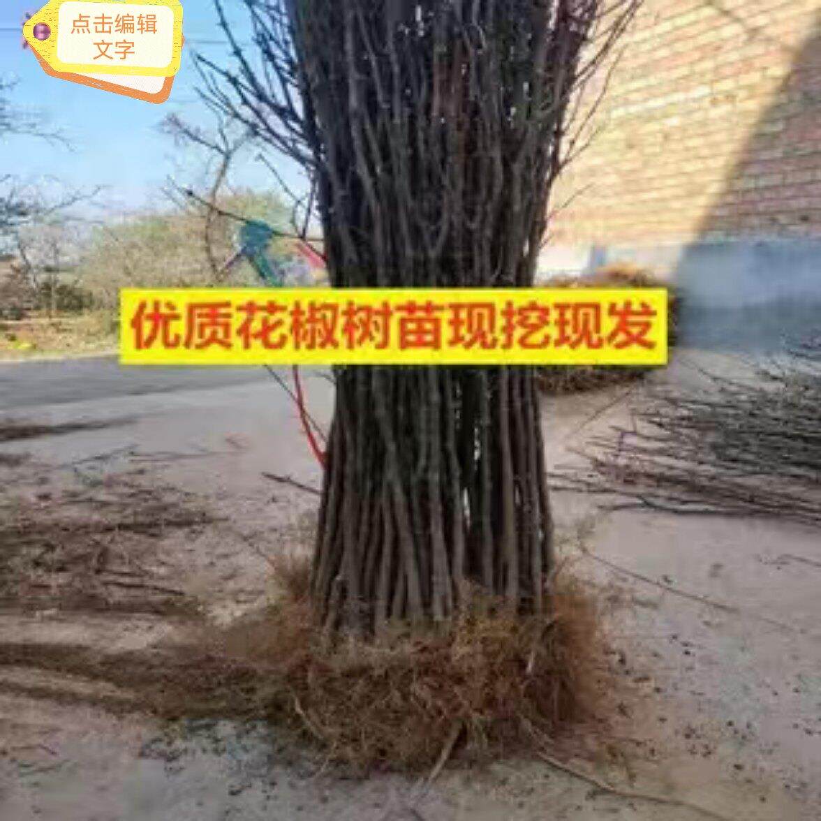 花椒苗大红袍花椒树苗有少刺花椒青花椒南方北方种植地栽当年结果图片