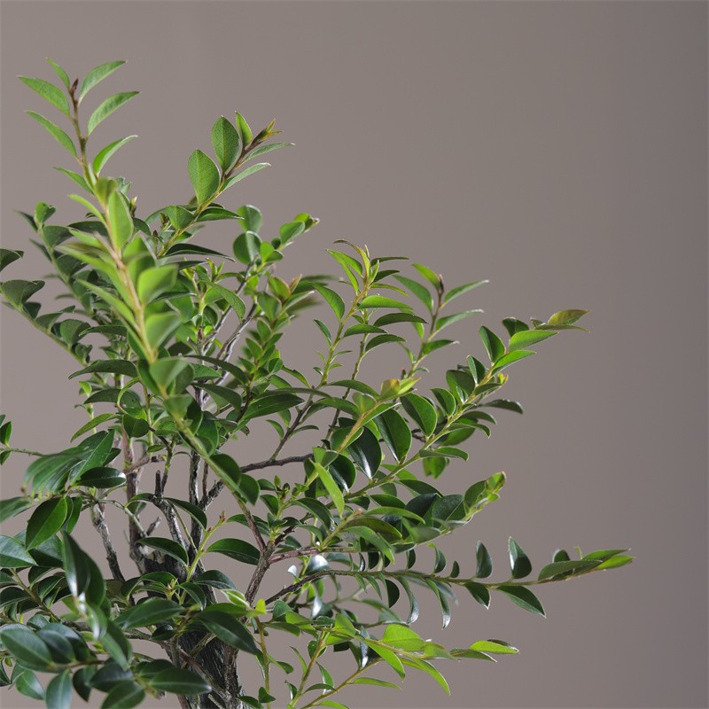 小叶紫檀盆栽植物黑骨茶盆景天空之城室内办公室桌面好养绿植树苗