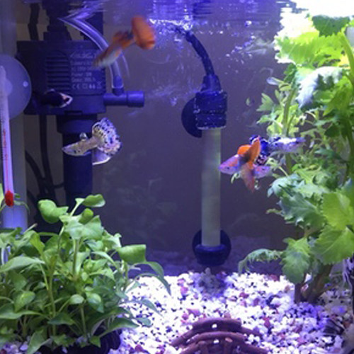 伊励鱼缸自动恒温加热棒龟盒水族箱智能防爆迷你型石英加温棒包邮