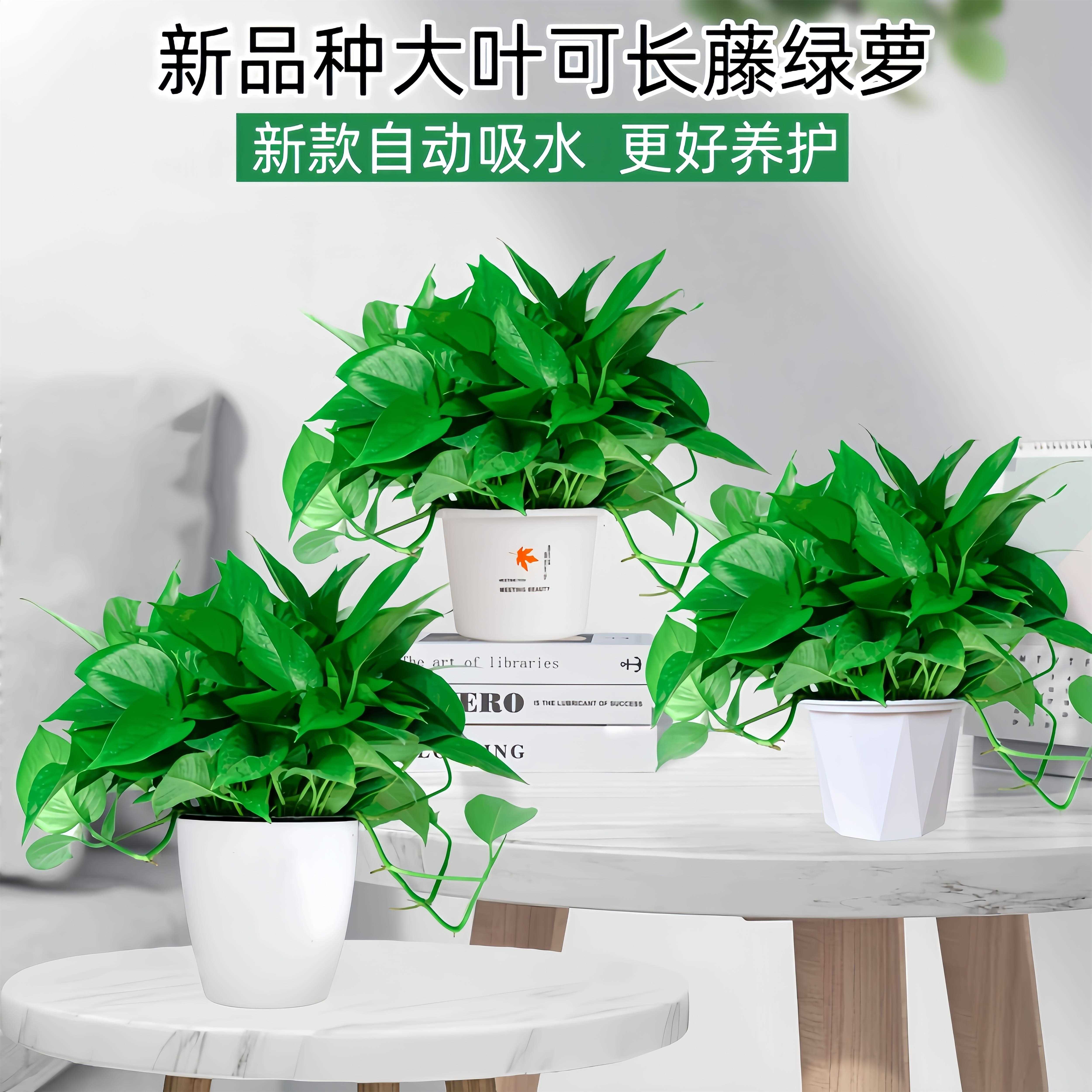 黄金葛盆栽室内新房公SQH气室净化办空绿植物水培植花卉长藤垂吊