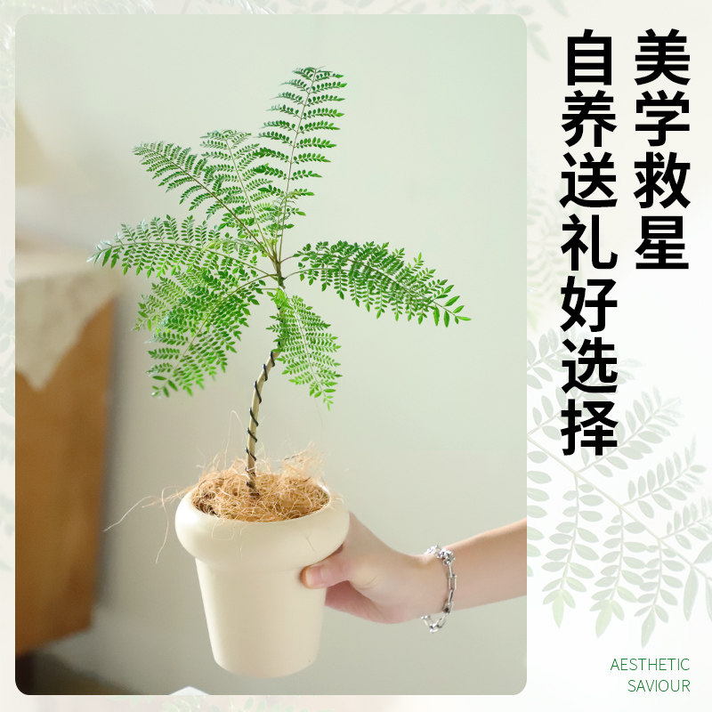 盆栽花卉植物室内花长寿花文竹办公室绿植好养活四季班级教室布置