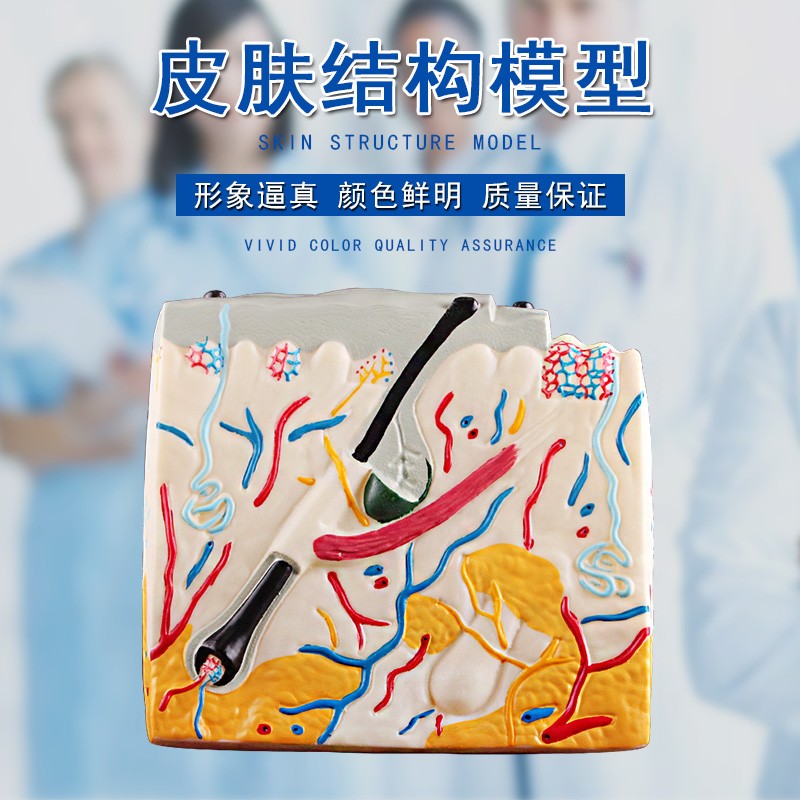 可普 立体皮肤结构模型初高中生物演示用教具中小学教学演示模具