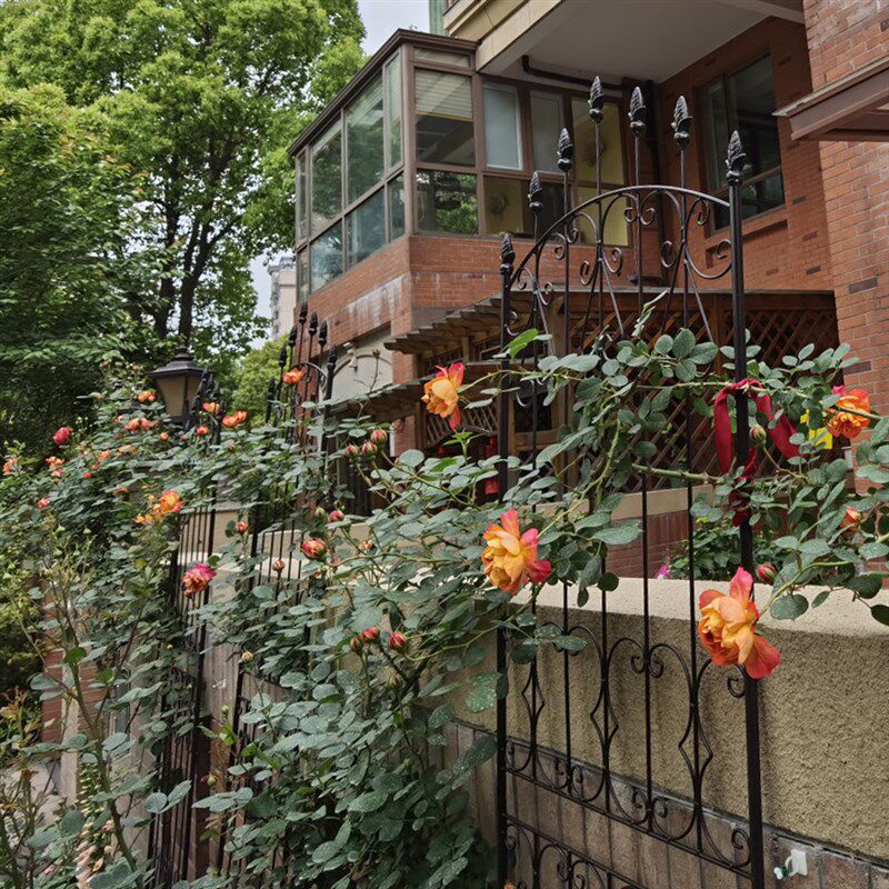 铁艺月季爬藤架复古欧式庭院月季墙室内阳台铁线莲花幕屏风花架