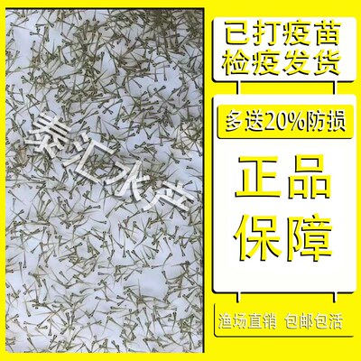 鲮鱼水花苗土鲮鱼苗淡水养殖饵料鱼麦鲮鱼苗泰鲮鱼苗饲料鱼水花苗