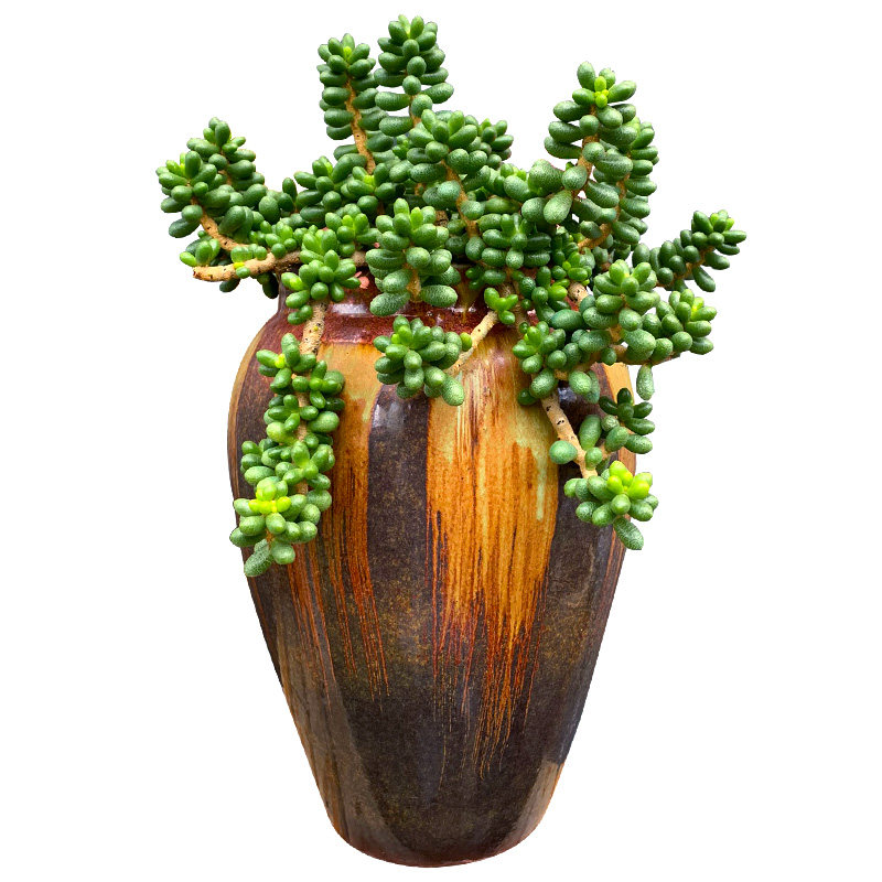 绿龟之卵龟蛋多肉植物一物一拍群生多头绿植花卉向阳派园艺