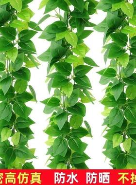 彷真藤条黄金葛叶装饰绿藤假树叶塑料花藤水管道遮挡造景彷真绿色