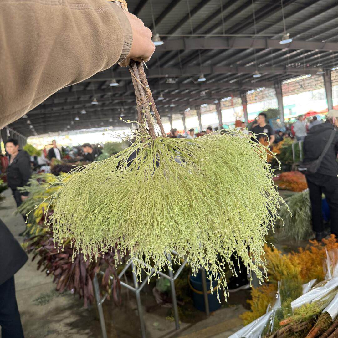 柔丝梦幻草小众花材可做