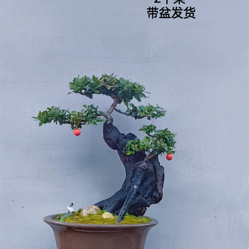 金弹子盆景嫁接桩熟桩母桩血红果阳台绿植