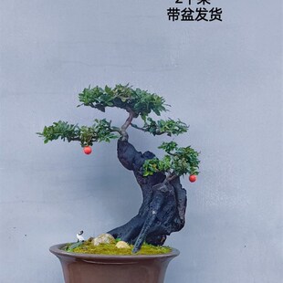 金弹子盆景嫁接桩熟桩母桩血红果阳台绿植