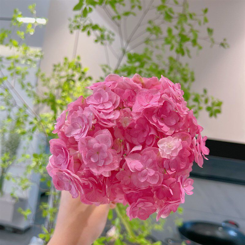【云花甄选】玫红色重瓣绣球花花期长鲜切花花瓶水养云南直发迷你