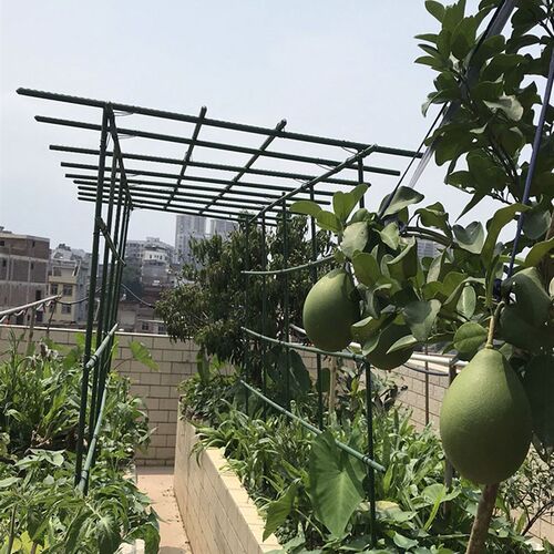 爬藤架葡萄架百香果月季花架包塑钢管支撑杆庭院户外拱门园艺支架