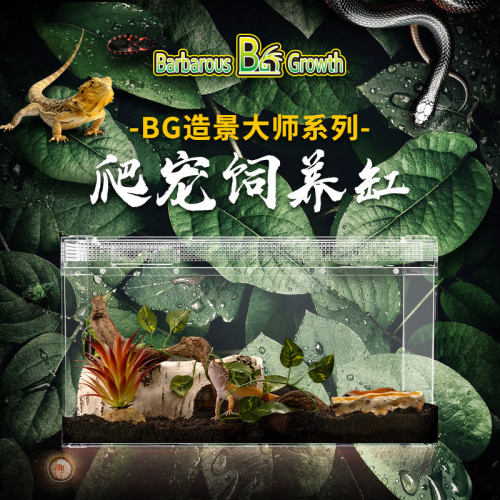 BG生态雨林沙漠爬宠饲养箱角蛙蜘蛛蠍子鬃狮蜥蜴守宫蛇造景饲养盒