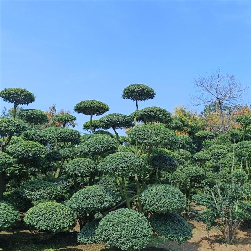 小叶女贞造型树地景树多头女贞造型庭院别墅四季常青绿植选树现挖