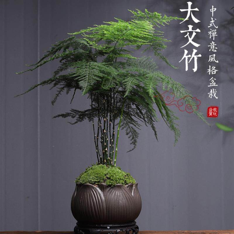 大文竹盆栽植物室内客厅精品创意中式禅意盆景四季常青绿植花卉