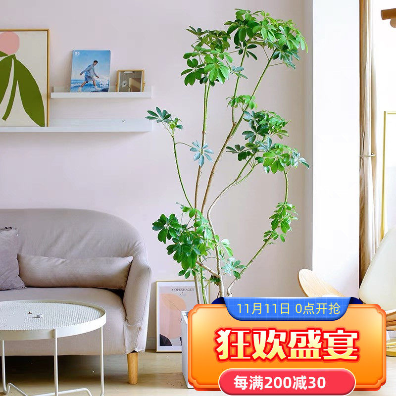 造型鸭掌木盆栽 七叶莲 鸭脚木植物办公室客厅净化空气吸甲醛深圳