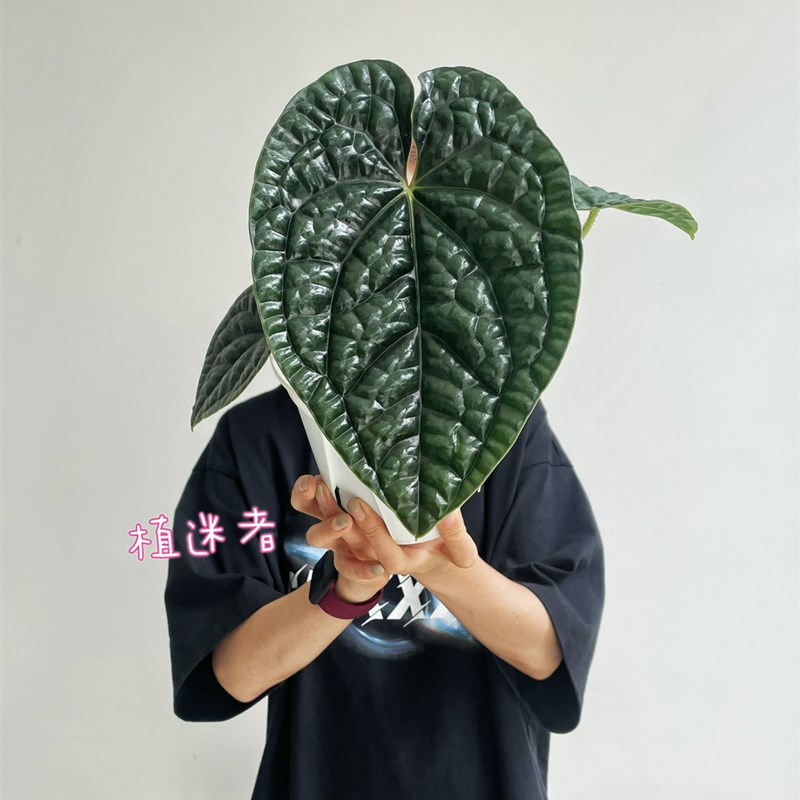 奢华花烛盆栽观叶绿植客厅阳台热带植物热植一物一拍植迷者