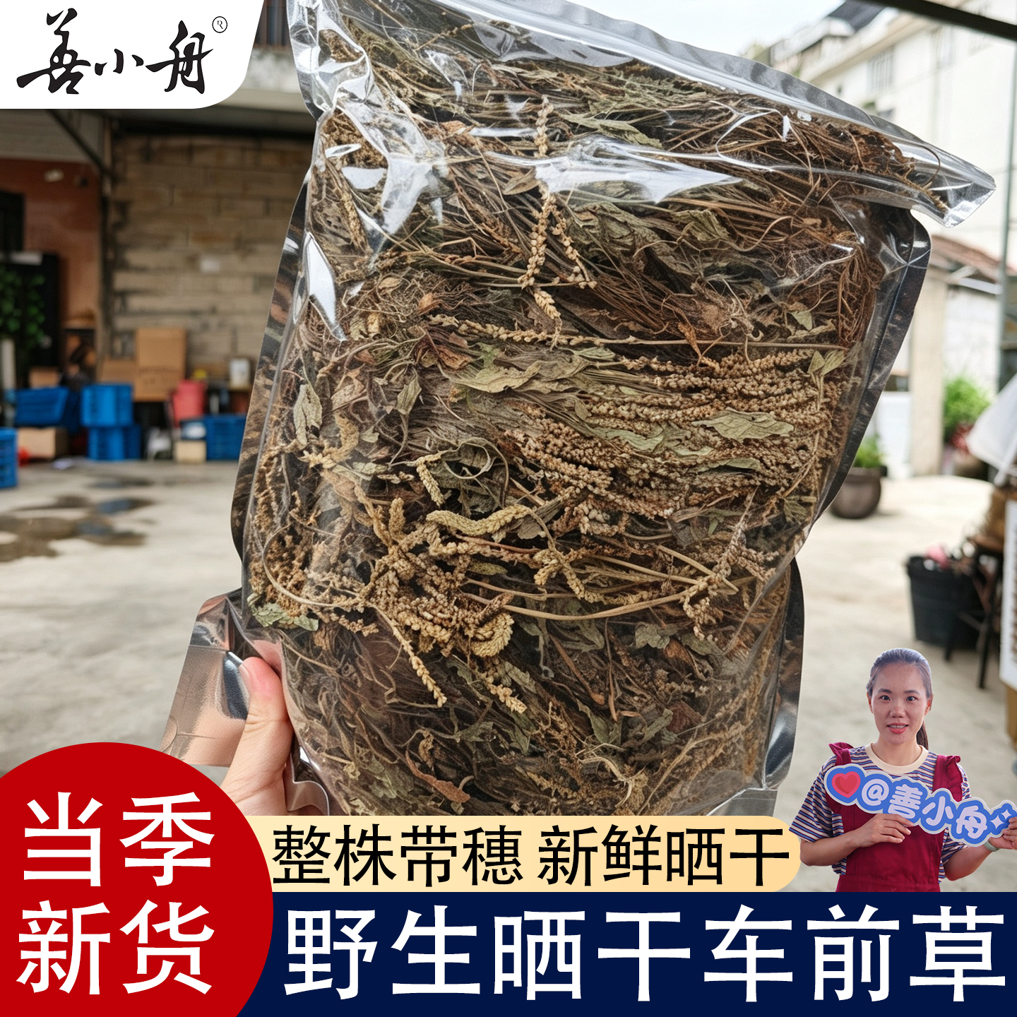 【善小舟旗舰】车前草野生中药材500g新鲜干货整株泡茶水喝车钱草