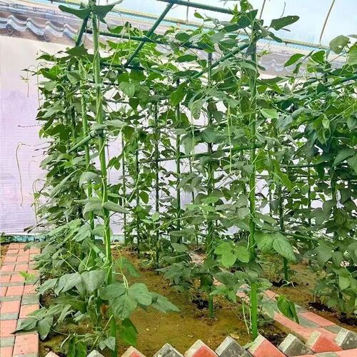 爬藤架葡萄黄瓜豆角架种菜花支架庭院园艺花卉植物支撑杆西红柿架