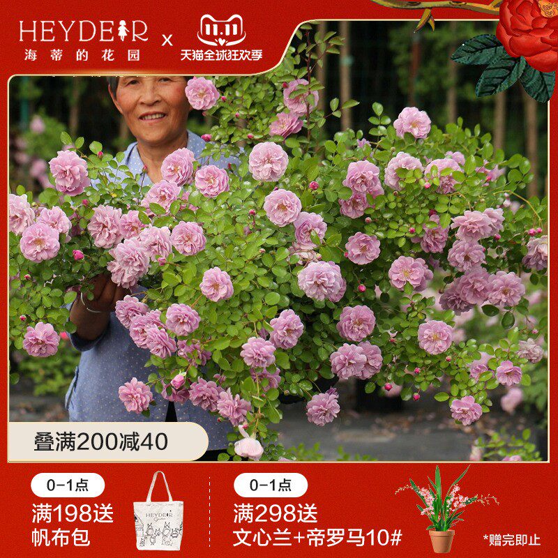 海蒂的花园 蓝色阴雨爬藤月季多头抗病多花庭院花卉盆栽苗