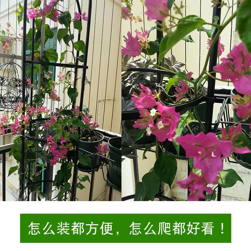 花架爬藤架玫瑰月季铁线莲支架绿萝攀爬植物盆栽造型支撑架藤架