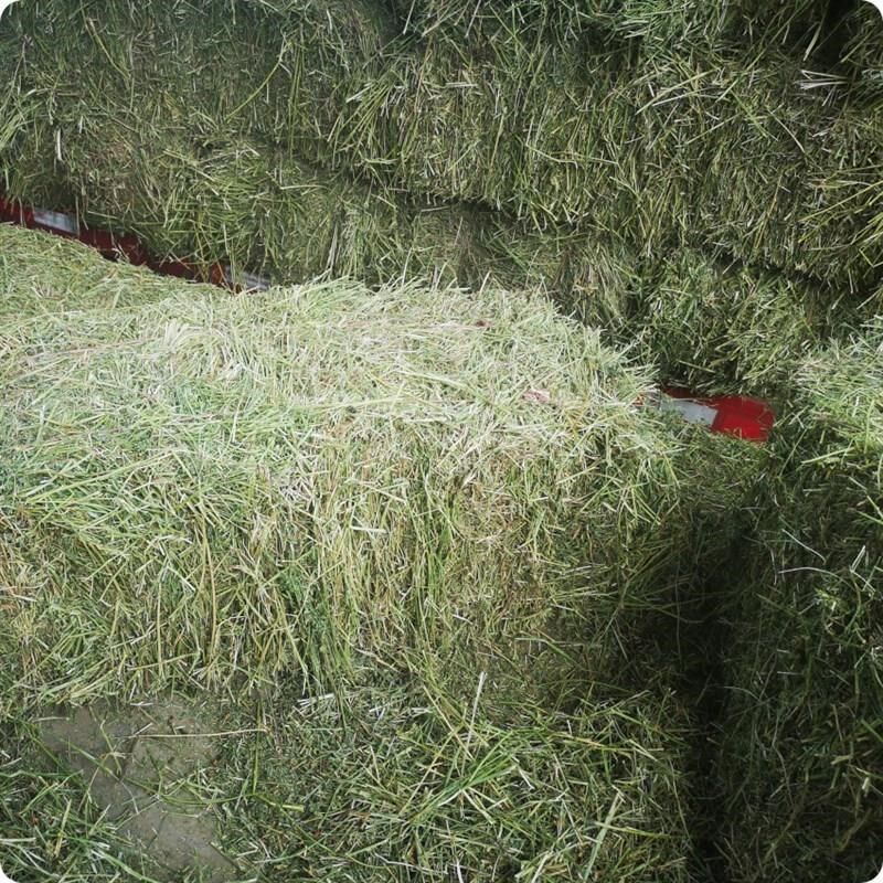 苜蓿草捆家畜喂马青草料牛羊驼食用牧草动物园宠物养殖场干草饲料