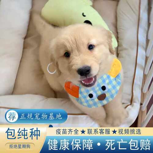 广东犬舍赛级纯种金毛幼犬