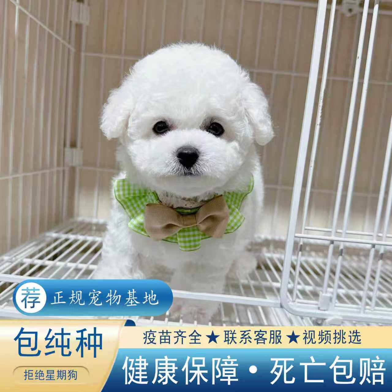 【正规犬舍】纯种比熊幼犬活体白色可爱型法国卷毛小型犬宠物衣服