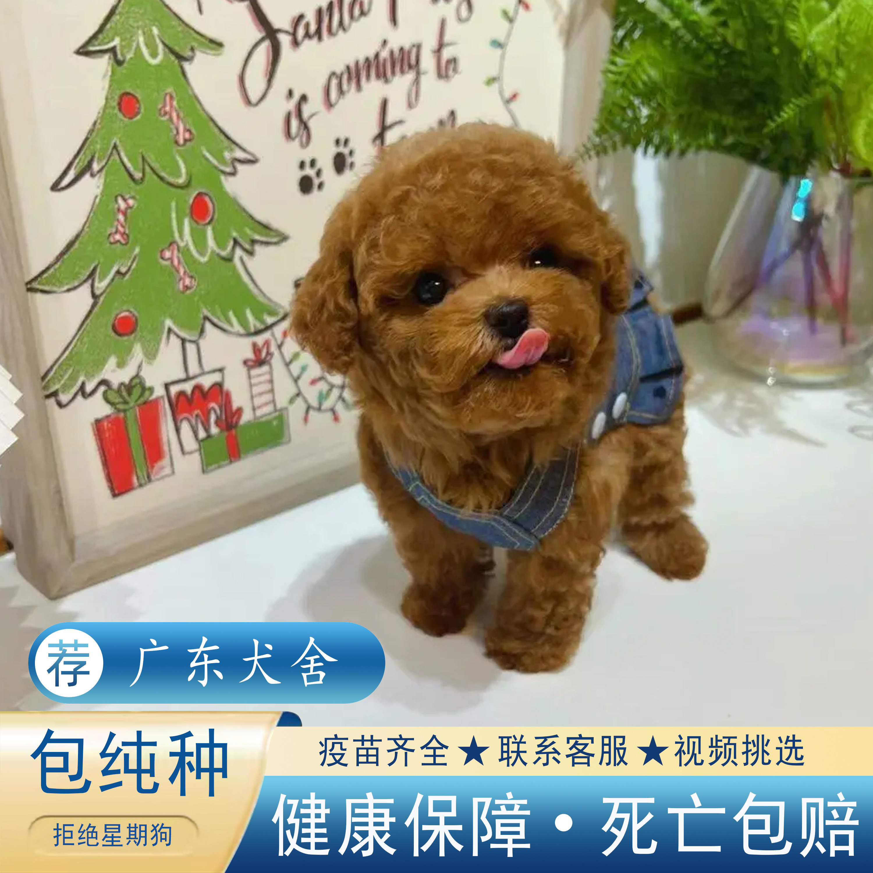 【广东犬舍】泰迪幼犬红棕白灰色纯种犬活体宠物狗狗茶杯体犬衣服