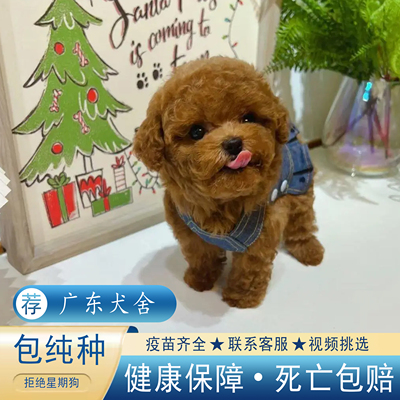 纯种泰迪幼犬茶杯体活体宠物