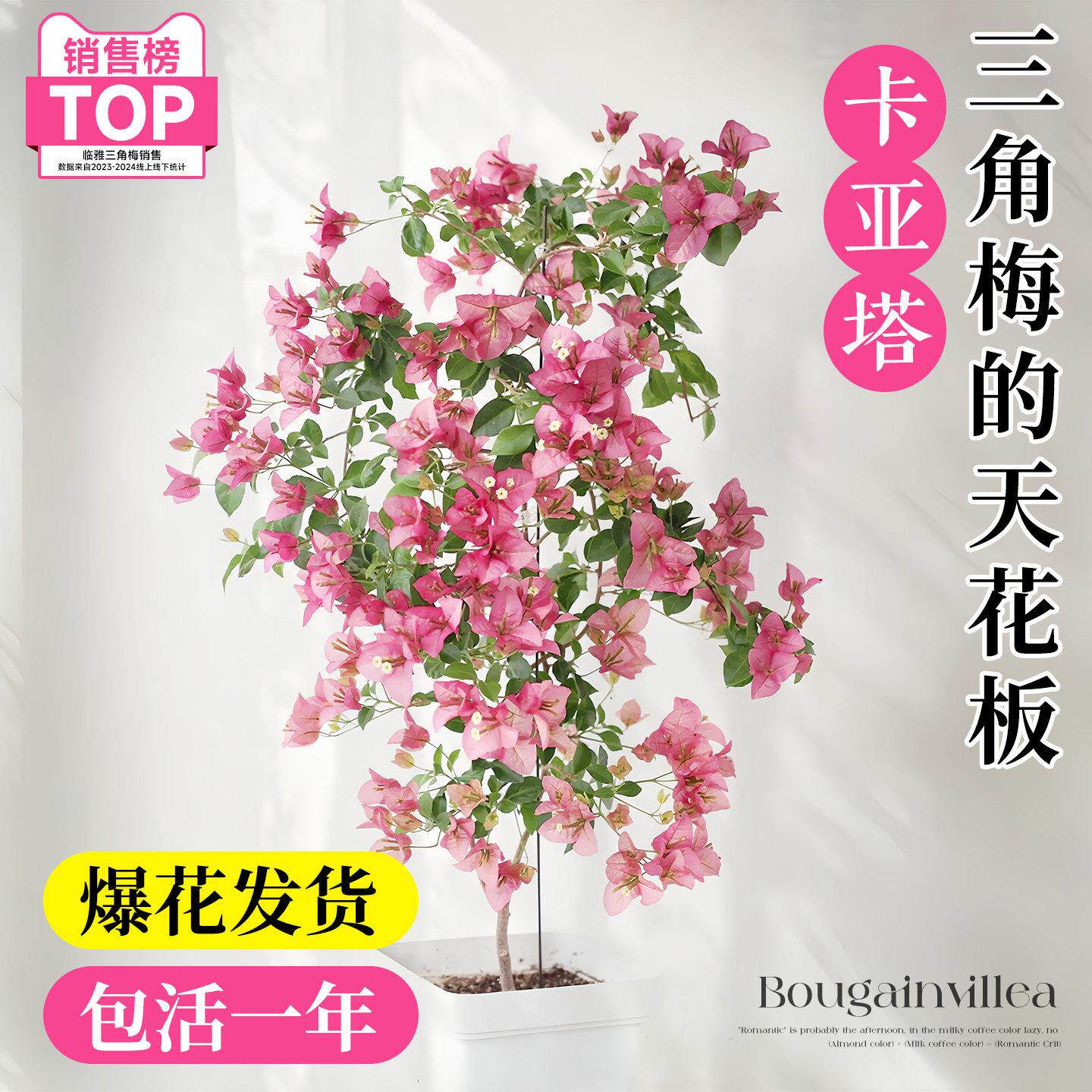 卡亚爬花藤绿樱三角重瓣三角塔梅桩盆栽带苞发货耐寒高飘老四季庭