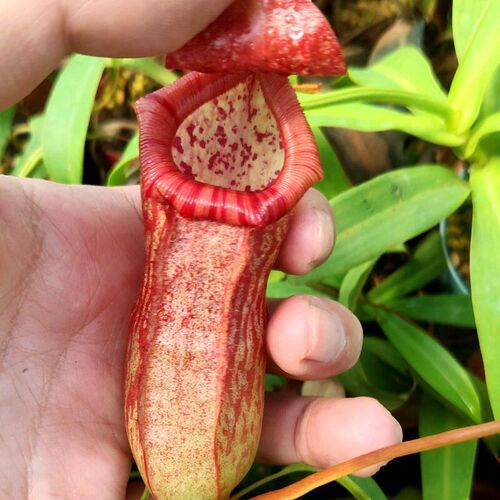 6.24周二食虫草拖拖店直播四捕蝇草猪笼草茅膏菜瓶子草食虫植物